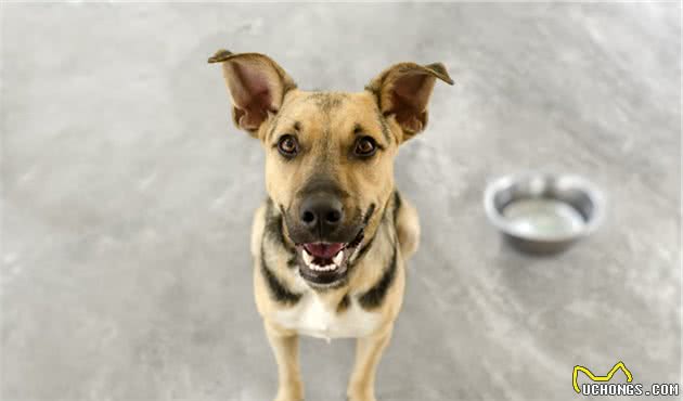 犬行为简介—正常的犬行为3