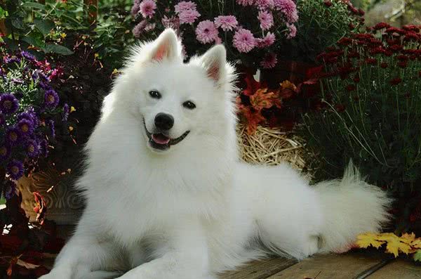 爱狗人士最深情的伴侣—爱斯基摩犬