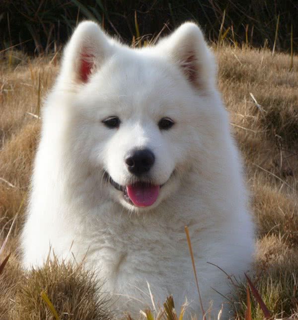 爱狗人士最深情的伴侣—爱斯基摩犬