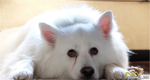 爱狗人士最深情的伴侣—爱斯基摩犬
