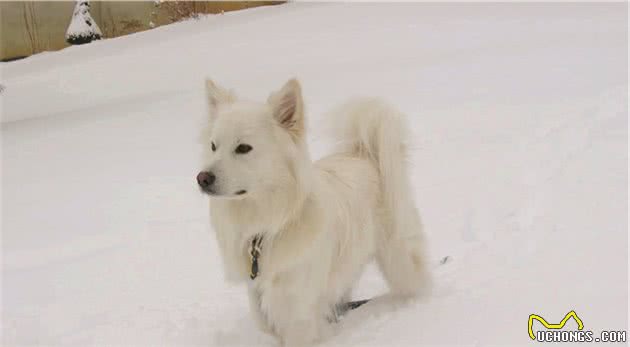 爱狗人士最深情的伴侣—爱斯基摩犬
