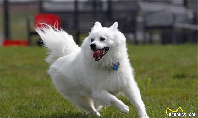 爱狗人士最深情的伴侣—爱斯基摩犬