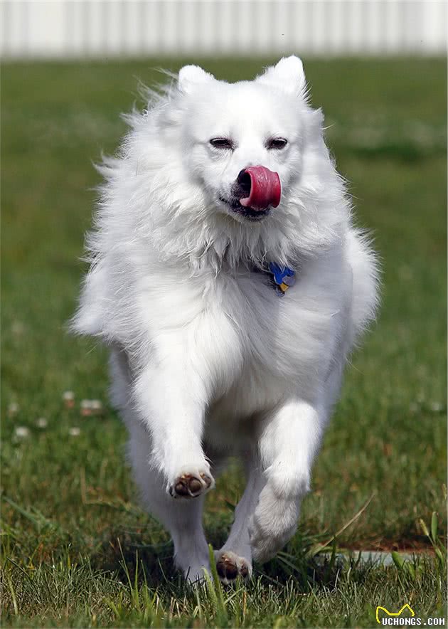 爱狗人士最深情的伴侣—爱斯基摩犬