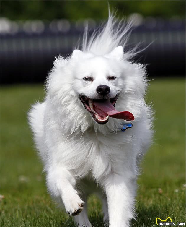 爱狗人士最深情的伴侣—爱斯基摩犬