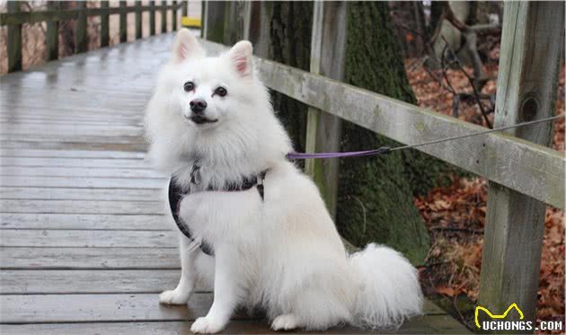 爱狗人士最深情的伴侣—爱斯基摩犬