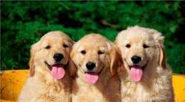 新晋铲屎官须知，如何避免购入“星期狗”