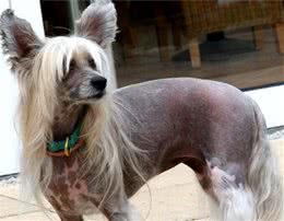 解读“中国冠毛犬”，不是中国的犬种，却是毛发过敏者的福音小宠