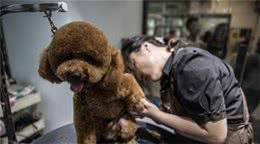 干货！自己动手帮泰迪犬美容的5个步骤，省钱又安全