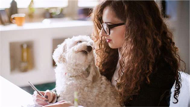 如果可以，我真的想养只比熊犬