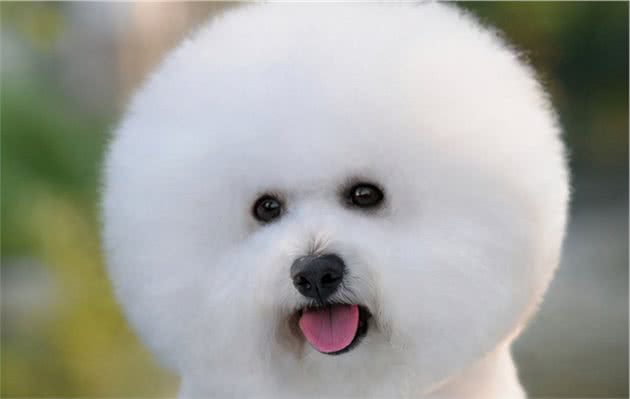 如果可以，我真的想养只比熊犬