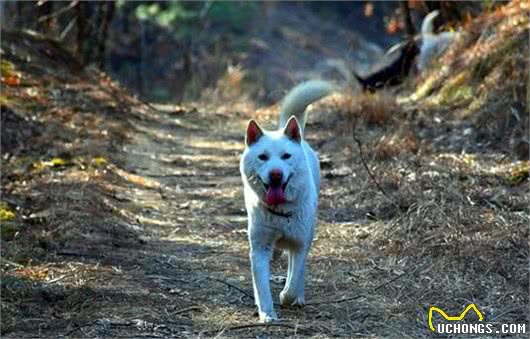 养“中华田园犬”很丢人吗？养过的，都知道有多好