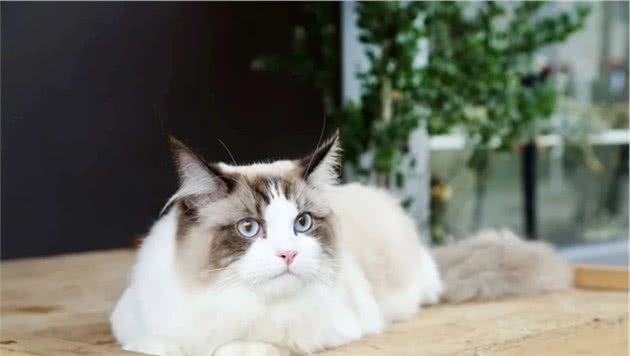 布偶猫的饲养方法，5个正确方法，5个错误方法，统统教给你