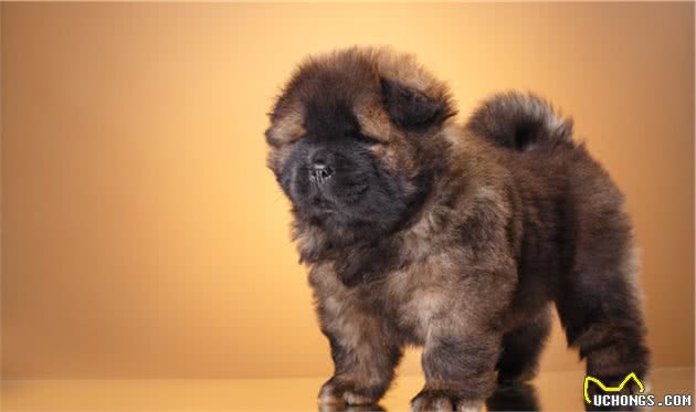 蓝色舌头的犬种—松狮犬