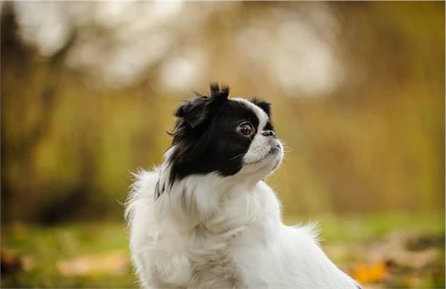 以前日本的贵族犬，超像北京犬的日本狆，究竟是什么来历？