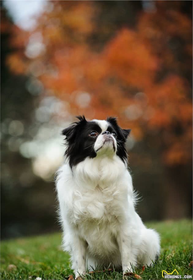 以前日本的贵族犬，超像北京犬的日本狆，究竟是什么来历？