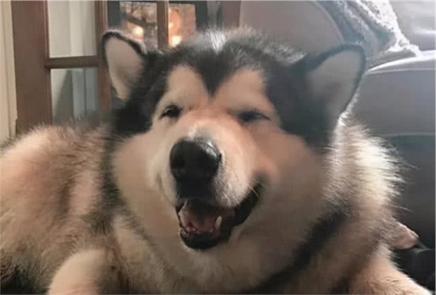 阿拉斯加犬掉毛严重，怎么办？