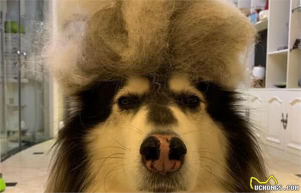 阿拉斯加犬掉毛严重，怎么办？