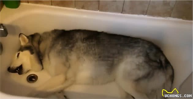 阿拉斯加犬掉毛严重，怎么办？