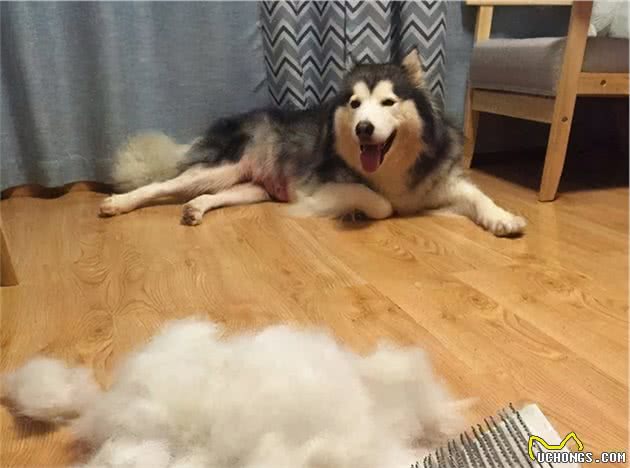 阿拉斯加犬掉毛严重，怎么办？