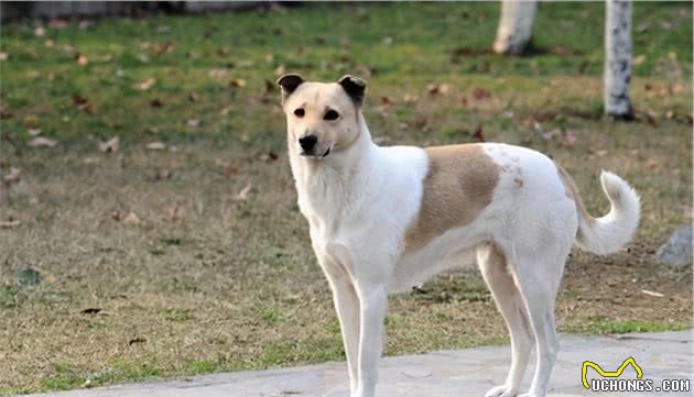 这6种优秀的护卫犬，能养上一条，就不用担心小偷了