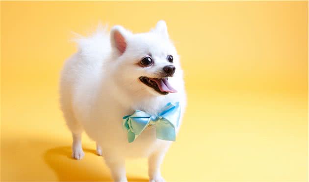 幼犬博美吃什么狗粮好？当然是营养全面，又好消化吸收的狗粮