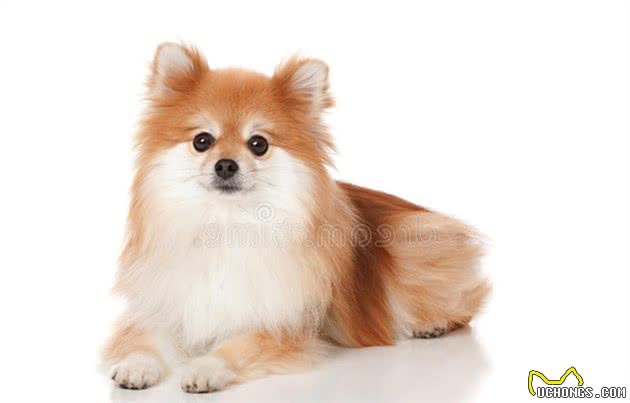 幼犬博美吃什么狗粮好？当然是营养全面，又好消化吸收的狗粮