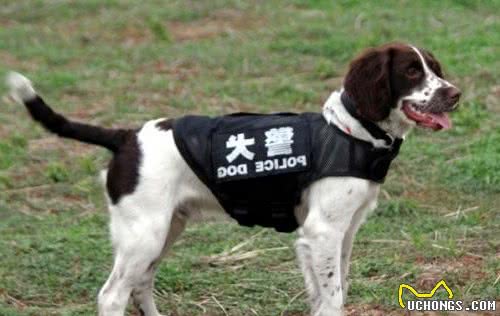 世界十大警犬品种，警界中的功臣，人类忠诚的伙伴！