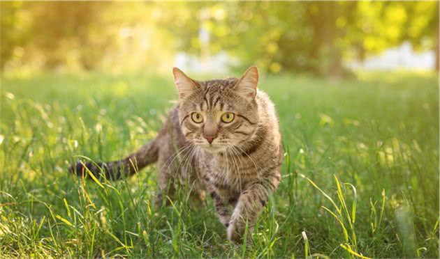养猫，我只想养“狸花猫”，这6大理由让我无法拒绝
