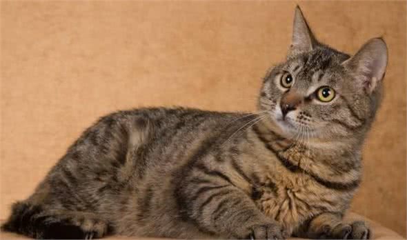 养猫，我只想养“狸花猫”，这6大理由让我无法拒绝
