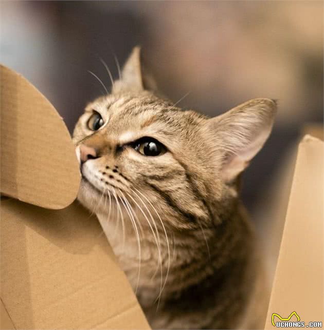 养猫，我只想养“狸花猫”，这6大理由让我无法拒绝