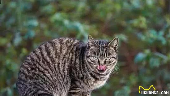 养猫，我只想养“狸花猫”，这6大理由让我无法拒绝