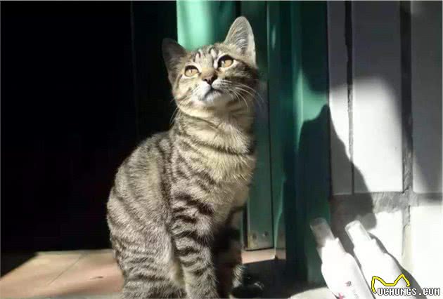 养猫，我只想养“狸花猫”，这6大理由让我无法拒绝