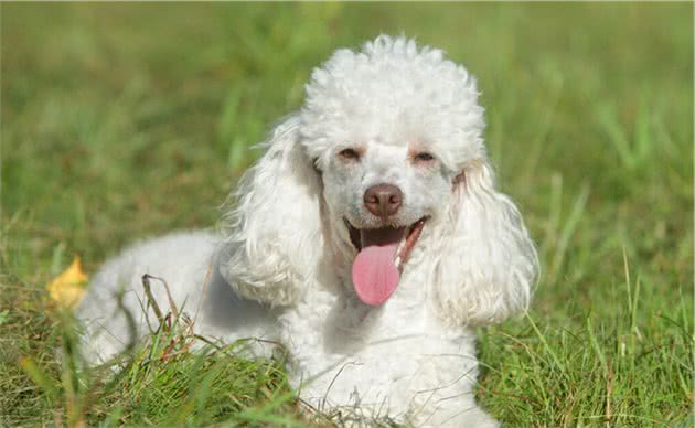 贵宾犬拉肚子怎么办？5招调理肠胃的方法，教给你