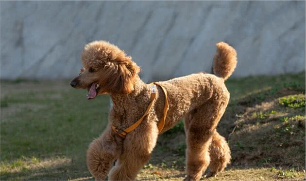 贵宾犬拉肚子怎么办？5招调理肠胃的方法，教给你