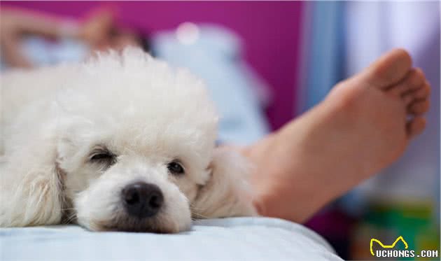 贵宾犬拉肚子怎么办？5招调理肠胃的方法，教给你