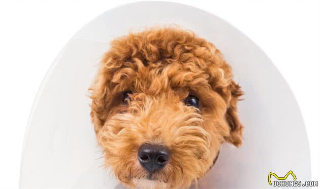 贵宾犬拉肚子怎么办？5招调理肠胃的方法，教给你