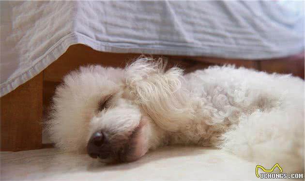 贵宾犬拉肚子怎么办？5招调理肠胃的方法，教给你