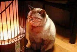 猫界“最怕冷”的6种猫，不注意保暖，很容易感冒