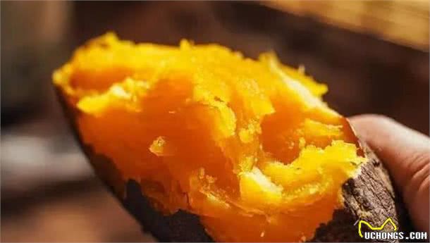 有助狗狗固发亮泽的几种食物，普通家庭都会有，就怕你没喂