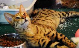 霸气主子：豹猫