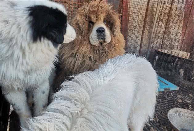 养犬关键做到这几点，狗狗健康没感染，创新品种收获你想要的靓仔