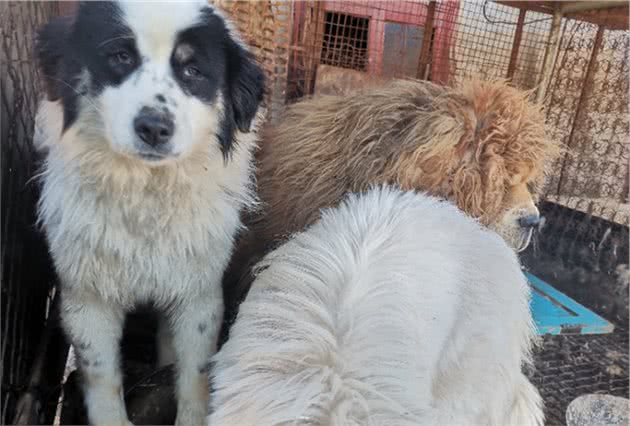 养犬关键做到这几点，狗狗健康没感染，创新品种收获你想要的靓仔