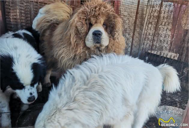 养犬关键做到这几点，狗狗健康没感染，创新品种收获你想要的靓仔