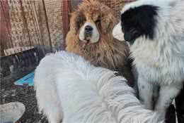 养犬关键做到这几点，狗狗健康没感染，创新品种收获你想要的靓仔