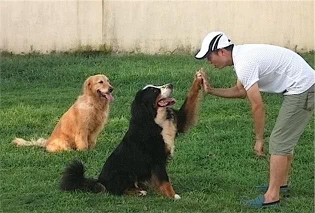 戈赞：最全狗狗超级训练方法