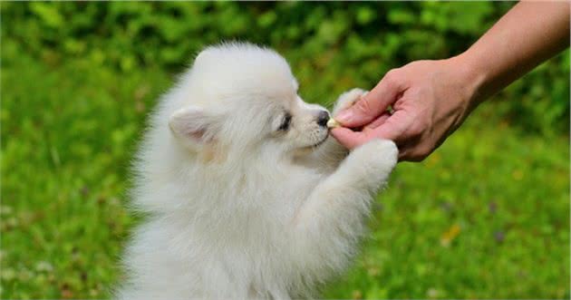 戈赞：最全狗狗超级训练方法