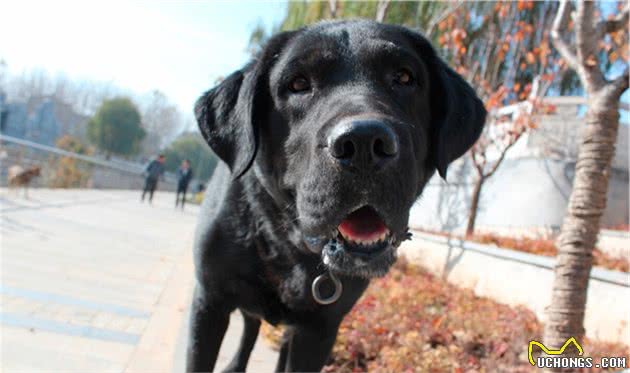 拉布拉多犬，真是一只优秀的狗狗