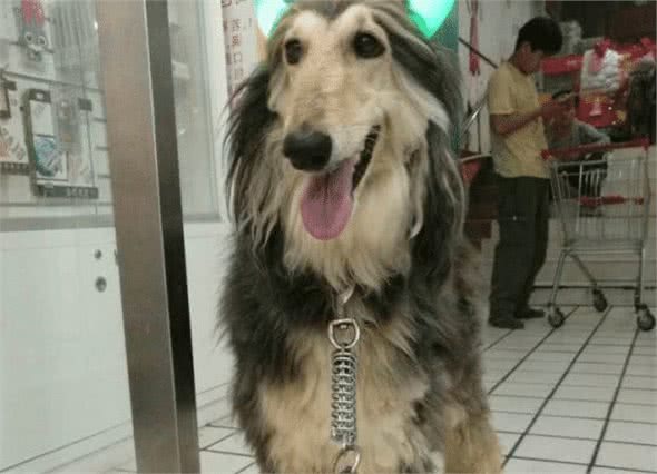 为什么阿富汗犬在国内禁止销售和饲养？都是基因惹的祸