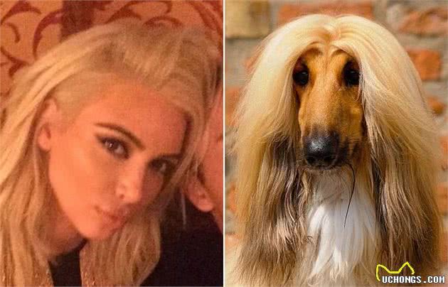 为什么阿富汗犬在国内禁止销售和饲养？都是基因惹的祸