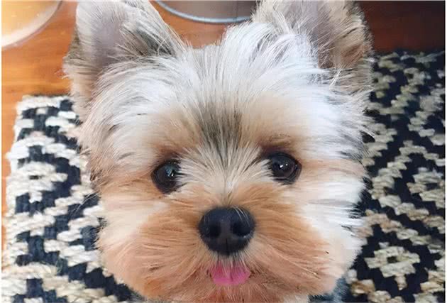 这几种狗狗，也太适合小女生了吧！快送给你女朋友